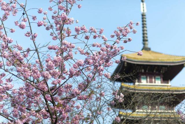 2020年3月14日，武汉东湖磨山樱园景色宜人，在抗击疫情的关键时刻给人以无穷的力量。