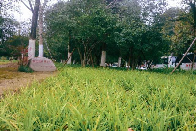 二十四节气 雨水洗春容，风光淡又浓