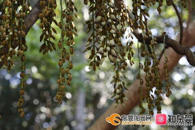 ▲开放的花儿如同一只只小小的麻雀