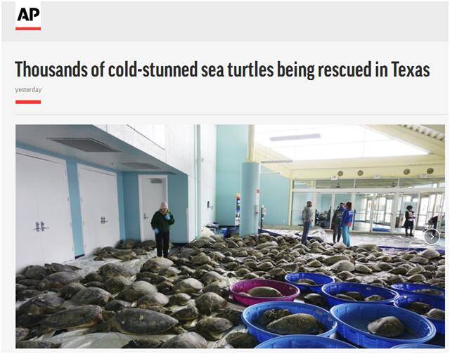致命寒潮侵袭美国得州 上千只海龟被“冻晕”