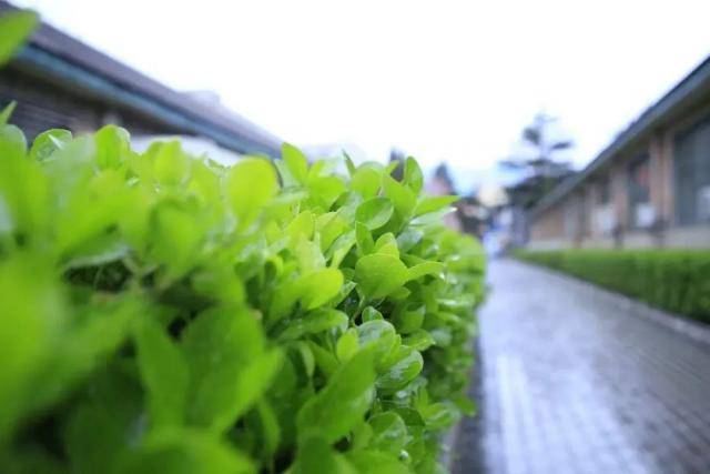 今日雨水，气舒风和