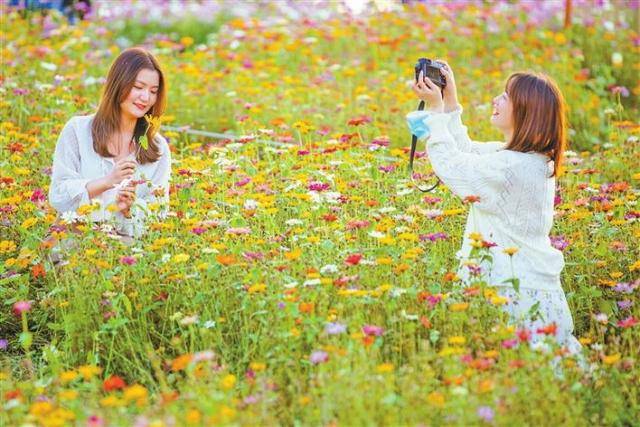 香蜜公园郁金香花海美不胜收。