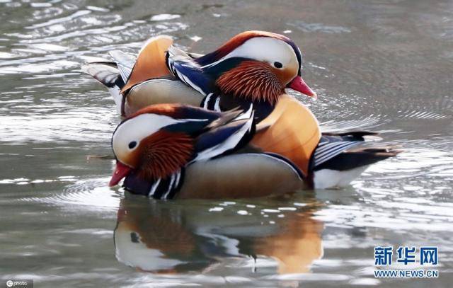 当地时间2月18日，韩国光州，两只鸳鸯在池塘嬉戏。（图片来源：东方IC）