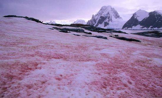 南极又现“西瓜雪”，但这一点也不浪漫……