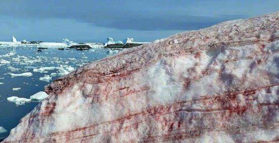 南极又现“西瓜雪”，但这一点也不浪漫……