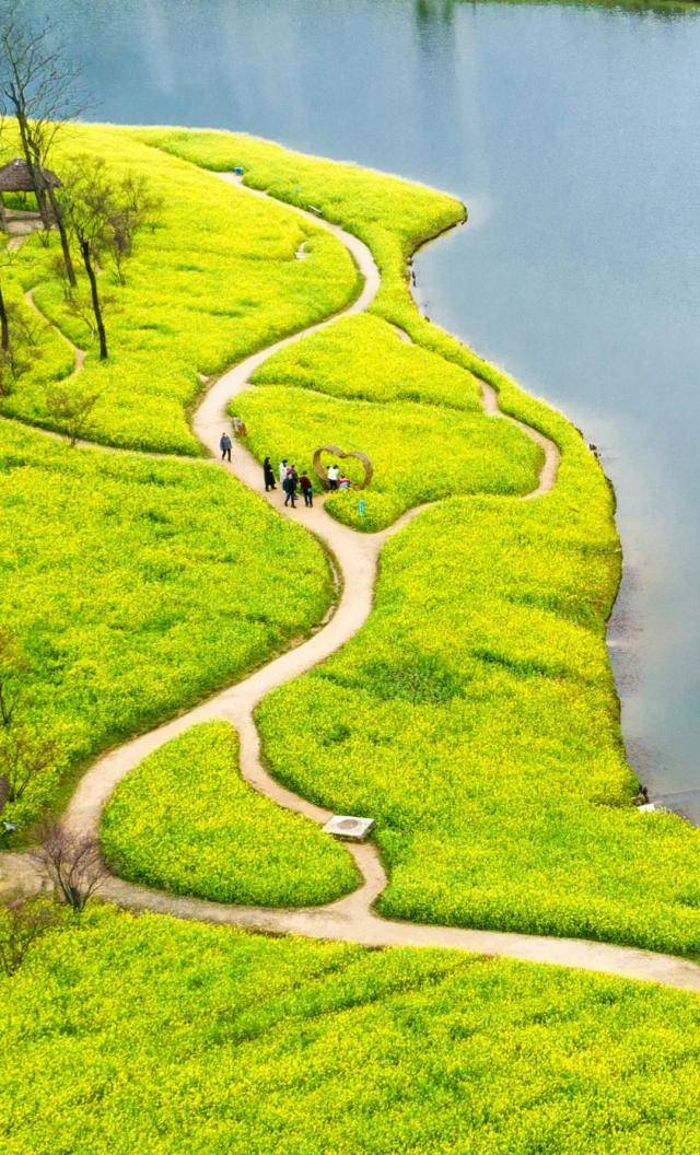 巴南区二圣镇天坪山云林天乡景区，300亩油菜花悄然绽放。邹飞摄