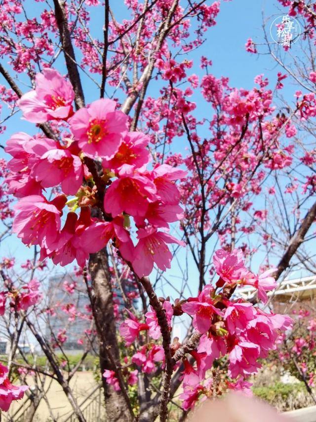 莞邑春来早！东莞这些美景限时打卡！