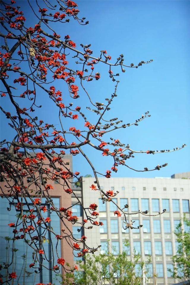 莞邑春来早！东莞这些美景限时打卡！