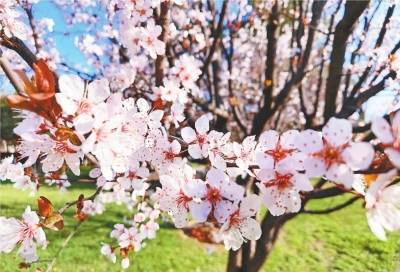 去年云赏春，今年自由漫步春光里春光里