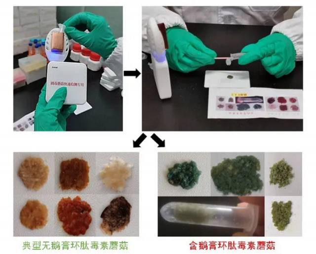 毒蘑菇有克星了！我国完成首批快速检测毒性试剂盒产品