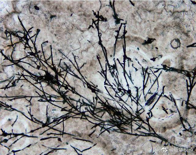 贵州发现的真菌类生物化石显示6亿多年前蘑菇的祖先已经从海洋“爬”上陆地