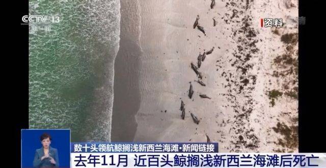 心痛！49头领航鲸搁浅新西兰海滩 近年来鲸搁浅事件频现