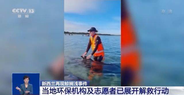 心痛！49头领航鲸搁浅新西兰海滩 近年来鲸搁浅事件频现