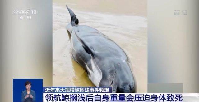 心痛！49头领航鲸搁浅新西兰海滩 近年来鲸搁浅事件频现