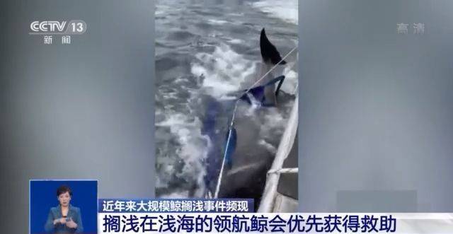 心痛！49头领航鲸搁浅新西兰海滩 近年来鲸搁浅事件频现