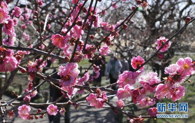 当地时间2月23日，日本茨城县，当地梅花盛开。（图片来源：东方IC）