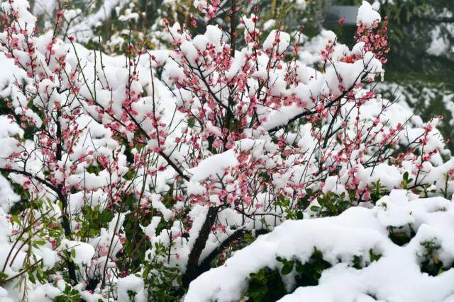 春雪，落在郑大！