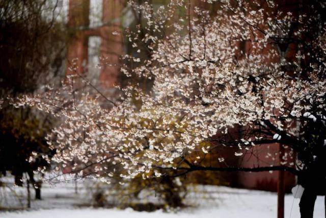 春雪，落在郑大！