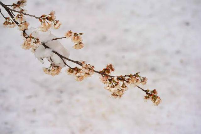 春雪，落在郑大！