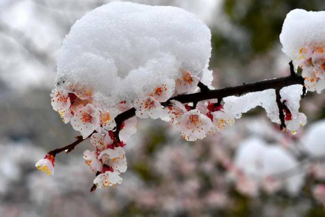 春雪，落在郑大！