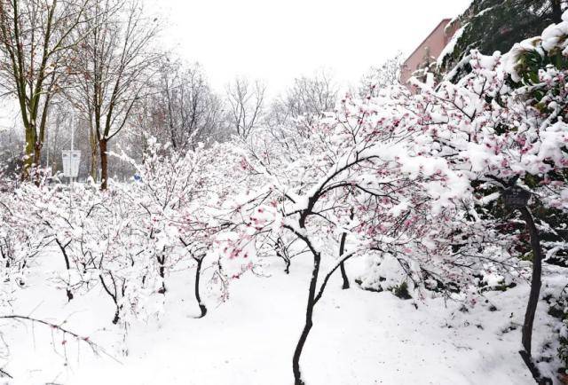 春雪，落在郑大！