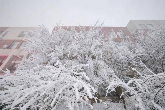 春雪，落在郑大！