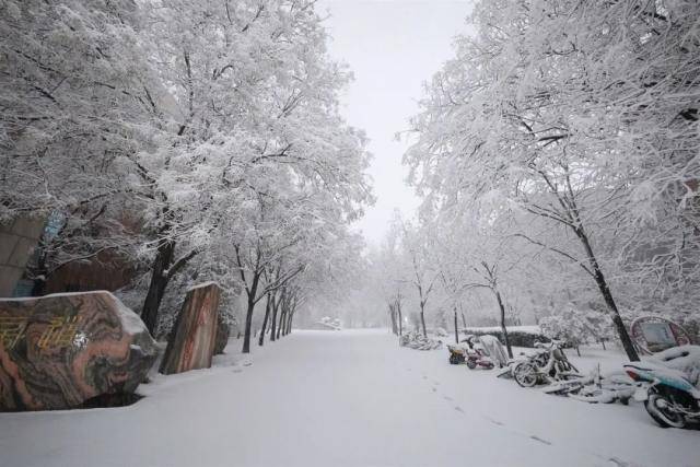 春雪，落在郑大！