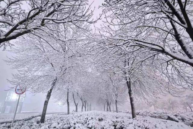 春雪，落在郑大！