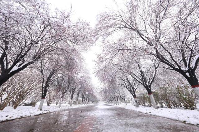 春雪，落在郑大！