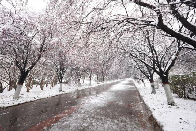 春雪，落在郑大！