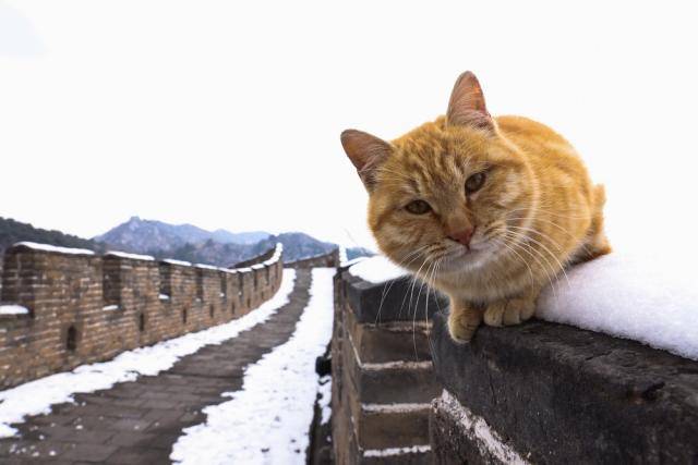 正月十五雪挑灯：牛年最大规模雨雪上线！