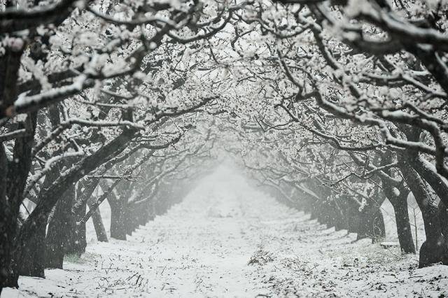 正月十五雪挑灯：牛年最大规模雨雪上线！