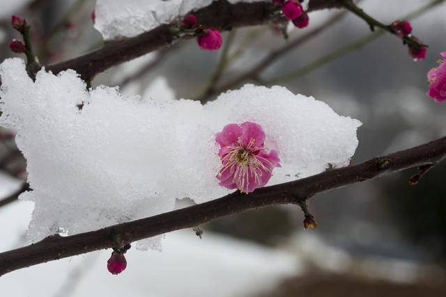 正月十五雪挑灯：牛年最大规模雨雪上线！