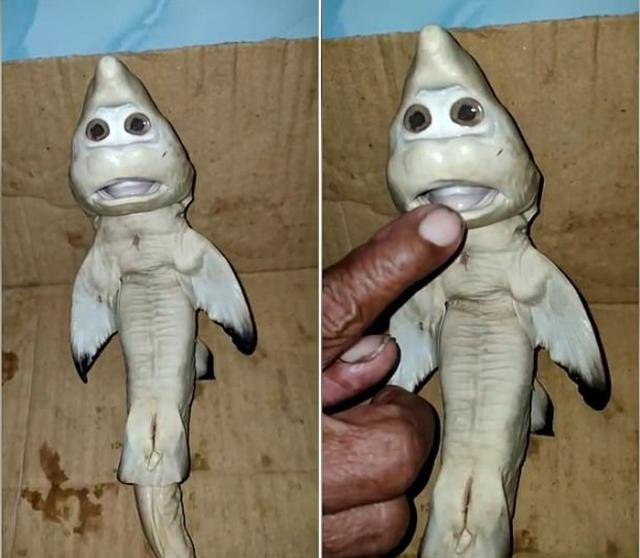 印尼渔夫捕到怀孕鲨鱼 剖开肚子发现一变异幼崽“长人脸”