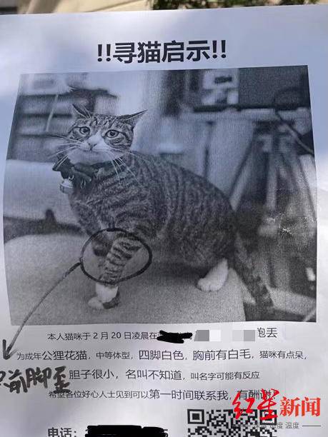 此前客户张贴的寻猫启事。