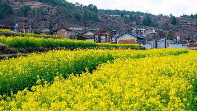 吉福村油菜花胡世芳摄