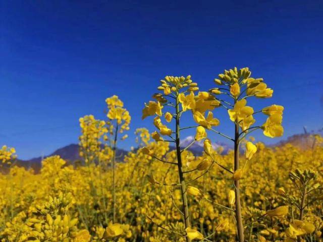 西山油路的油菜花田胡世芳摄