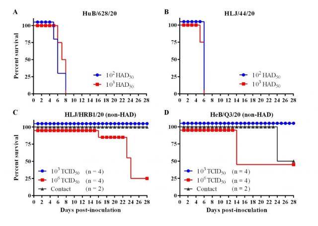 2020年非洲猪瘟病毒分离株对猪致死性分析。HuB/628/20（A）和HLJ/44/20（B）毒株；HLJ/HRB1/20（C）和HeB/Q3/20（D）non-HAD分离株。