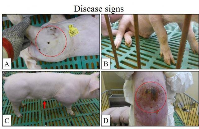 毒力减弱田间变异株引起的发病症状。接种猪表现出关节肿胀（A）、瘫痪（B）、皮肤肿块（C）和皮肤坏死（D）等症状。