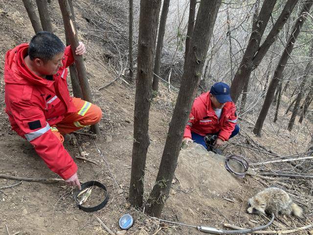 国家二级保护动物危在旦夕！一只貉被铁丝锁住左前腿幸遇救助