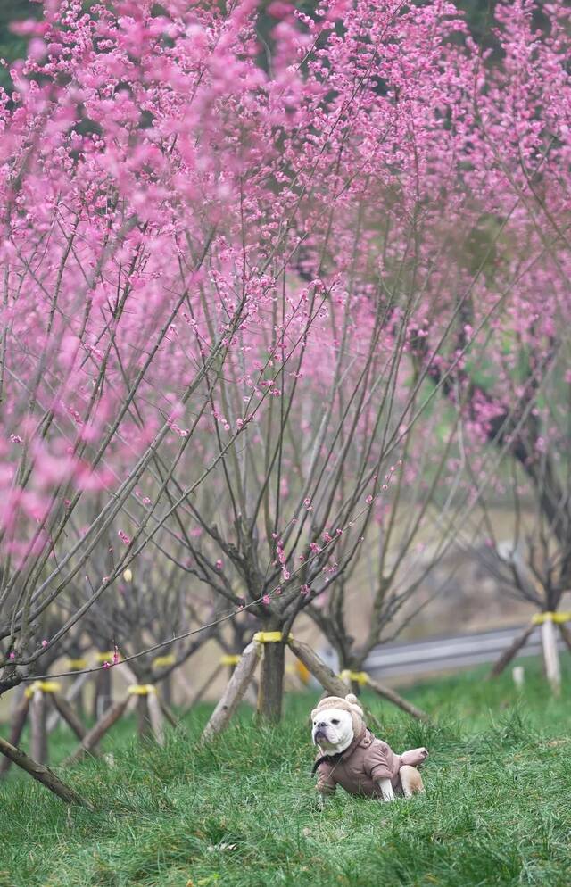 拍摄百花之美，300个奖项等你拿