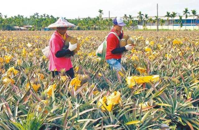 台湾屏东凤梨园采收情况。图源：中时新闻网