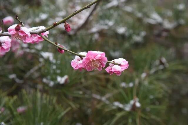 梅开雪舞春如画，这是我的开学第一天！