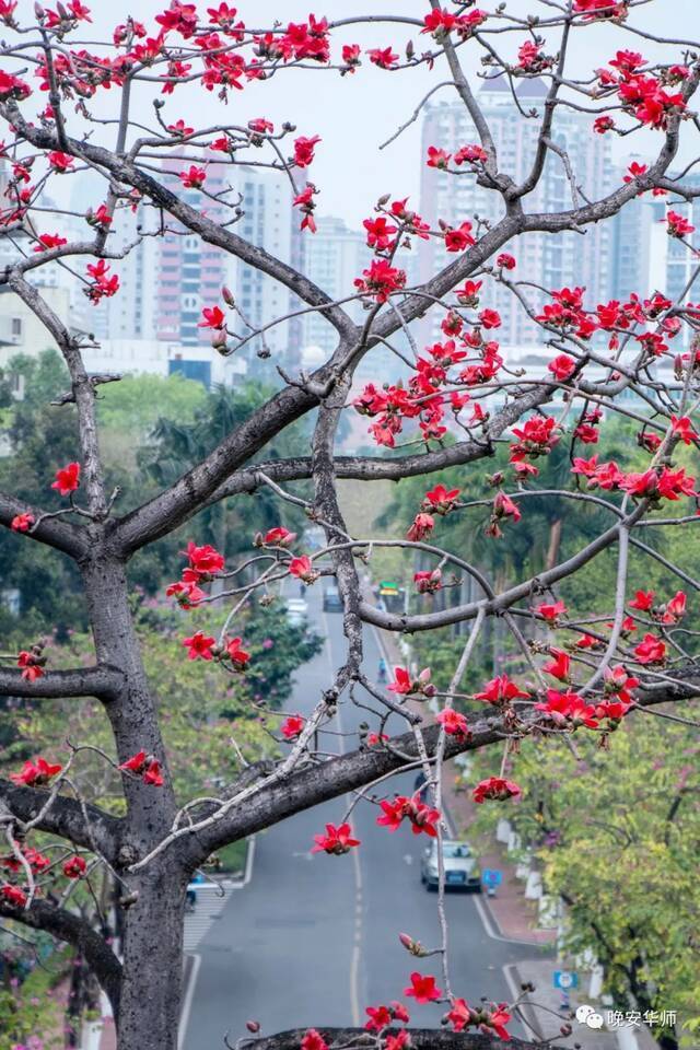 华师的春天，来了！