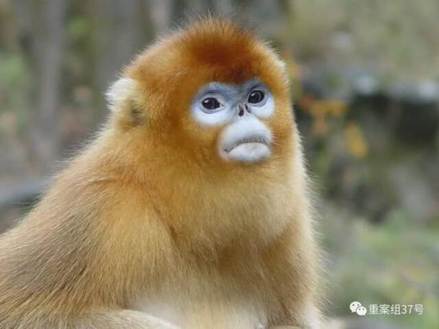 ▲郭松涛拍摄的野生金丝猴。受访者供图