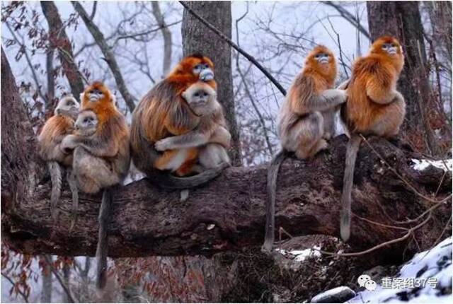 ▲在郭松涛团队的努力下，精准地拍下了大量野生猴子照片。受访者供图