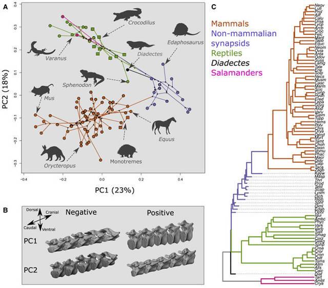 研究表明哺乳动物的最早祖先并非像科学家之前推测的那样如蜥蜴般运动