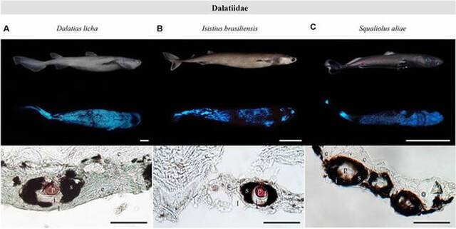 新西兰附近太平洋海域首次拍摄到三种会发光的鲨鱼：铠鲨、灯笼乌鲨和南方乌鲨