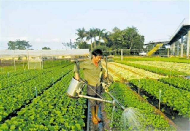 外来“夫妻档” 椰城种菜忙