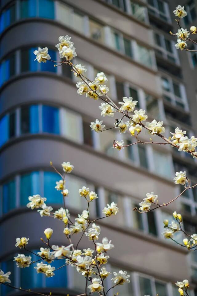 师大的玉兰，开了！